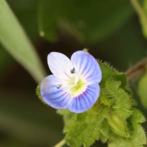 Veronica persica at Turner, ACT - 15 Oct 2023 12:25 PM