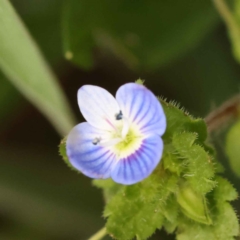 Veronica persica (Creeping Speedwell) at Haig Park - 15 Oct 2023 by ConBoekel