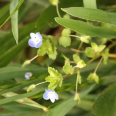 Veronica persica at Turner, ACT - 15 Oct 2023 12:25 PM