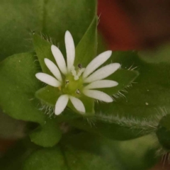 Cerastium vulgare (Mouse Ear Chickweed) at Sullivans Creek, Turner - 15 Oct 2023 by ConBoekel