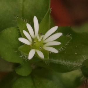 Cerastium vulgare at Turner, ACT - 15 Oct 2023 12:29 PM