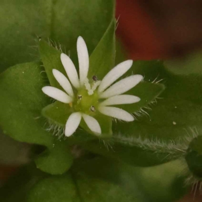 Cerastium vulgare (Mouse Ear Chickweed) at Haig Park - 15 Oct 2023 by ConBoekel