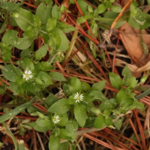 Cerastium vulgare at Turner, ACT - 15 Oct 2023 12:29 PM