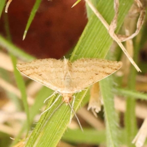 Scopula rubraria at Turner, ACT - 15 Oct 2023 12:05 PM