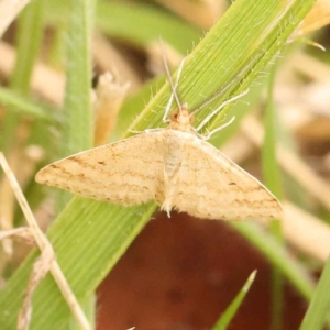 Scopula rubraria at Turner, ACT - 15 Oct 2023