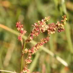 Rumex acetosella (Sheep Sorrel) at Sullivans Creek, Turner - 14 Oct 2023 by ConBoekel