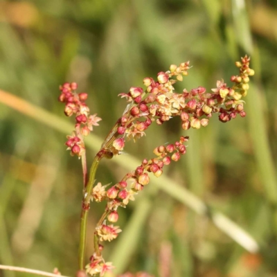 Rumex acetosella (Sheep Sorrel) at Turner, ACT - 15 Oct 2023 by ConBoekel