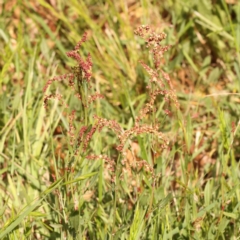 Rumex acetosella at Turner, ACT - 15 Oct 2023