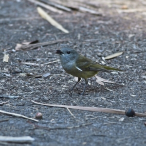 Pachycephala pectoralis at Mungo Brush, NSW - 16 Oct 2023 09:25 AM