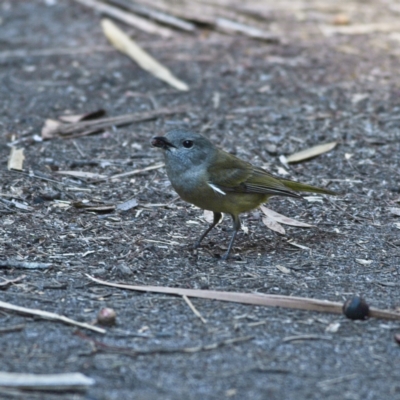 Pachycephala pectoralis (Golden Whistler) at Mungo Brush, NSW - 16 Oct 2023 by MichaelWenke