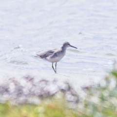 Tringa brevipes (Grey-tailed Tattler) at Swan Bay, NSW - 17 Oct 2023 by MichaelWenke