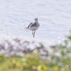 Tringa brevipes at Swan Bay, NSW - 17 Oct 2023 12:02 PM