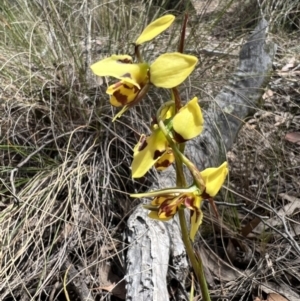 Diuris sulphurea at Gungahlin, ACT - 17 Oct 2023