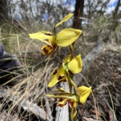 Diuris sulphurea at Gungahlin, ACT - 17 Oct 2023