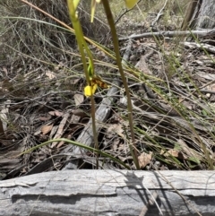 Diuris sulphurea at Gungahlin, ACT - 17 Oct 2023