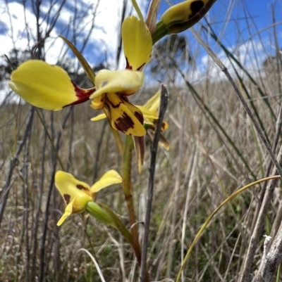 Diuris sulphurea (Tiger Orchid) at Gungahlin, ACT - 17 Oct 2023 by SimoneC