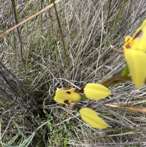 Diuris sulphurea at Gungahlin, ACT - 17 Oct 2023