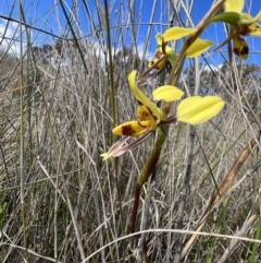 Diuris sulphurea at Gungahlin, ACT - 17 Oct 2023