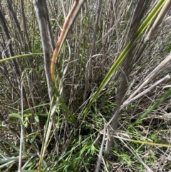 Diuris sulphurea at Gungahlin, ACT - 17 Oct 2023