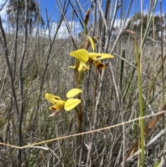 Diuris sulphurea at Gungahlin, ACT - 17 Oct 2023