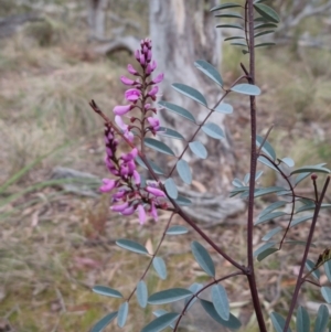 Indigofera australis subsp. australis at Bungendore, NSW - 26 Sep 2023