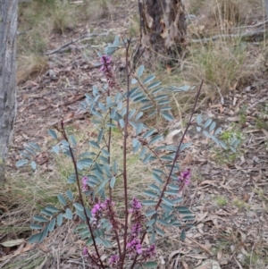 Indigofera australis subsp. australis at Bungendore, NSW - 26 Sep 2023