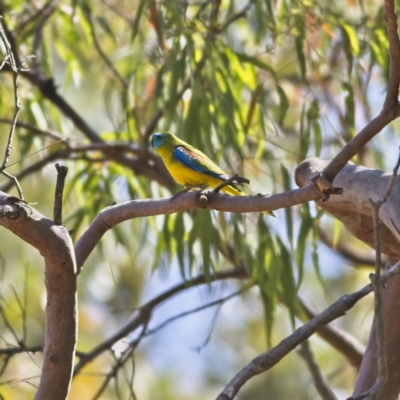 Neophema pulchella (Turquoise Parrot) at Mungo Brush, NSW - 15 Oct 2023 by Trevor
