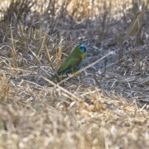 Neophema pulchella at Mungo Brush, NSW - 15 Oct 2023