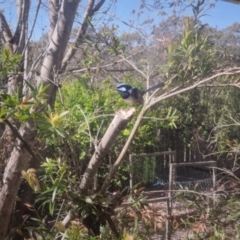 Malurus cyaneus (Superb Fairywren) at QPRC LGA - 17 Oct 2023 by clarehoneydove