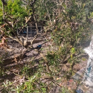 Malurus cyaneus at Bungendore, NSW - suppressed