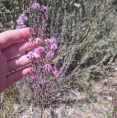 Kunzea parvifolia (Violet Kunzea) at QPRC LGA - 17 Oct 2023 by clarehoneydove