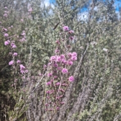 Kunzea parvifolia at Bungendore, NSW - 17 Oct 2023