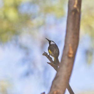 Phylidonyris niger at Mungo Brush, NSW - 15 Oct 2023 02:34 PM