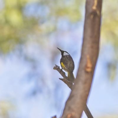 Phylidonyris niger (White-cheeked Honeyeater) at Myall Lakes National Park - 15 Oct 2023 by Trevor