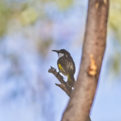 Phylidonyris niger at Mungo Brush, NSW - 15 Oct 2023 02:34 PM