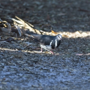 Leucosarcia melanoleuca at Mungo Brush, NSW - 16 Oct 2023 07:49 AM