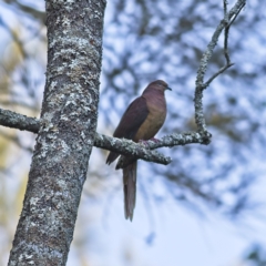Macropygia phasianella (Brown Cuckoo-dove) at Myall Lakes National Park - 15 Oct 2023 by Trevor