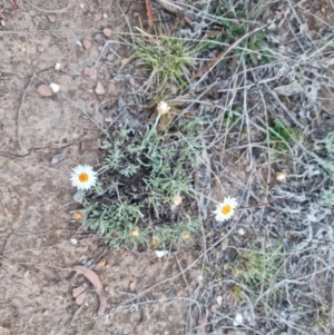 Leucochrysum albicans at Bungendore, NSW - suppressed