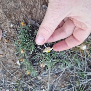 Leucochrysum albicans at Bungendore, NSW - suppressed