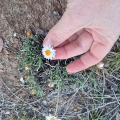 Leucochrysum albicans at Bungendore, NSW - suppressed