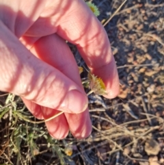 Leucochrysum albicans at Bungendore, NSW - suppressed