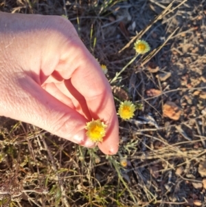 Leucochrysum albicans at Bungendore, NSW - 17 Oct 2023