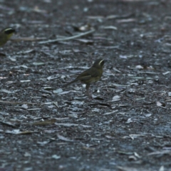 Neosericornis citreogularis (Yellow-throated Scrubwren) at Mungo Brush, NSW - 16 Oct 2023 by MichaelWenke