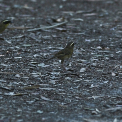 Neosericornis citreogularis (Yellow-throated Scrubwren) at Mungo Brush, NSW - 16 Oct 2023 by MichaelWenke