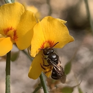 Lasioglossum (Chilalictus) sp. (genus & subgenus) at Mount Annan, NSW - 27 Sep 2023 01:53 PM