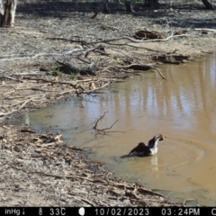 Microcarbo melanoleucos (Little Pied Cormorant) at Suttons Dam - 2 Oct 2023 by KL