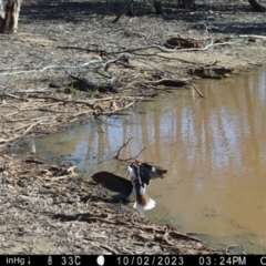 Microcarbo melanoleucos at Fentons Creek, VIC - suppressed