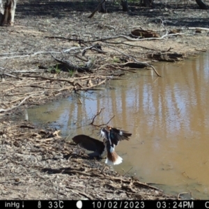 Microcarbo melanoleucos at Fentons Creek, VIC - suppressed