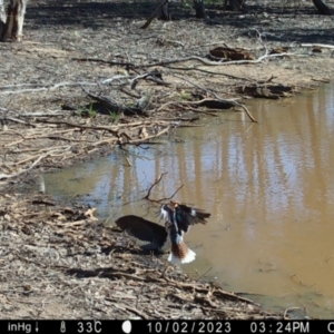 Microcarbo melanoleucos at Fentons Creek, VIC - 2 Oct 2023