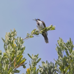 Entomyzon cyanotis (Blue-faced Honeyeater) at Mungo Brush, NSW - 16 Oct 2023 by Trevor